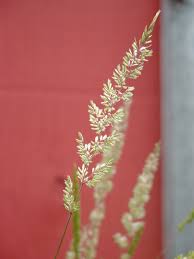 Image result for Koeleria