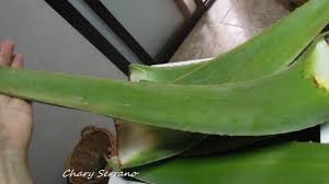 Huevos1 yogur de aloe vera1 cucharadita de aloe vera deshidratado, en esta ocas. Como Preparar Aloe Vera Para Su Consumo Mi Cocina Y Otras Cosas Chary Serrano