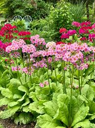 Image result for Primula