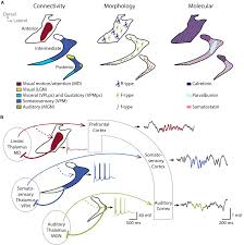 The thalamic nuclei relay and modulate information incoming from the periphery to the cerebral relay nuclei, which receive information (e.g. Frontiers Regulation Of Local Sleep By The Thalamic Reticular Nucleus Neuroscience