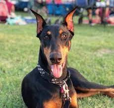 Maybe you would like to learn more about one of these? Best Doberman Breeders In Texas 2021 We Love Doodles