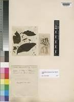 Image result for Agelanthus tanganyikae