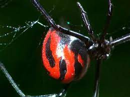 Die schwarze witwe ist eine der wenigen spinnenarten, die auch für menschen gefährlich werden können. Giftigste Spinne Falsche Schwarze Witwe Orf Karnten Fernsehen