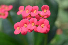 Piante grasse da appartamento e piante grasse con i fiori. Piante Grasse Fiorite Le Varieta Piu Belle Colorate E Facili Da Coltivare