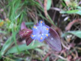 Image result for Cyanotis longifolia