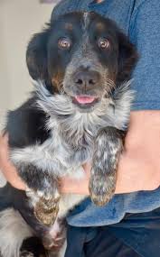 If you don't see an animal that meets your needs, check back regularly as we always have more dogs looking for loving forever homes. Soul Dog Rescue Northern Colorado Dog And Puppy Facebook