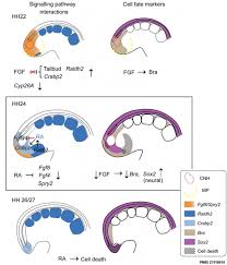 Chicken Development Embryology