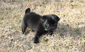 Adorable Pug Puppy Pug Puppies Black Pug Puppies Black Pug