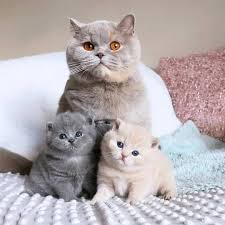 Caption This Follow Lolo My Caty Follow Lolo My Caty Unknow Dm For Cr Sevimli Hayvan Yavrulari Sevimli Kedi Yavrulari Guzel Kediler