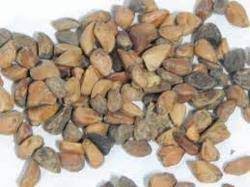 Look to your roses — and their fading blooms — instead. Nt Rose Seed Rs 200 Kilogram M S Neeraj Traders Id 9679090848