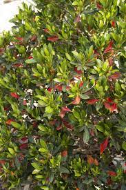 Elaeocarpus decipiens 'little emperor' (e. Shogun Series Little Emperor Japanese Blueberry Tree