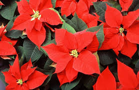 Flowers of the thanksgiving cactus are produced from the tips, or from where the leaf segments join. The Best Holiday Gift Plants Are Amaryllis Poinsettia And Christmas Cactus Cape Gazette