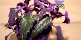 N dapetin nya d mana biasa nya? 8 Tanaman Hias Berdaun Warna Ungu Yang Bisa Jadi Dekorasi Rumah Halaman All Kompas Com