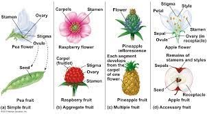 Pin On Cytology