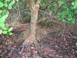 Image result for Xylocarpus