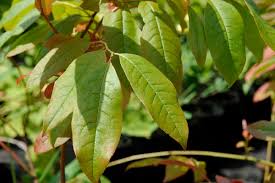 Oxydendrum arboreum, /ˌɒksɪˈdɛndrəm ɑːrˈbɔːriəm/ the sourwood or sorrel tree, is the sole species in the genus oxydendrum, in the family ericaceae. Oxydendrum Arboreum Lily Of The Valley Tree Sorrel Tree Sourwood North Carolina Extension Gardener Plant Toolbox