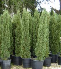 While spider mites are less harmful, both insects can create situations of declining health for the italia. Tiny Tower Italian Cypress Italian Cypress Trees Italian Cypress Cupressus Sempervirens