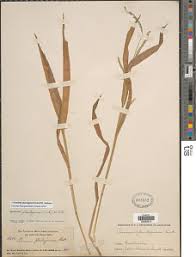 Image result for Panicum brevifolium
