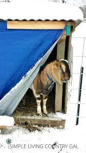 How To Help Your Goats Cope With Winter Simple Living Country Gal
