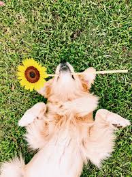 Check regularly for available golden retriever puppies. Golden Retriever With Sunflower Golden Retriever Puppy Photography Retriever Puppy Golden Retriever Puppy