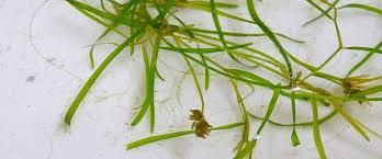 Image result for Potamogeton pusillus