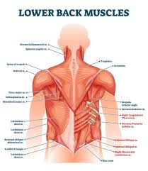 Back of tibia & fibula down to planar flexion of foot inversion of foot extends across back of tibia; Lower Back Muscle Anatomy And Low Back Pain