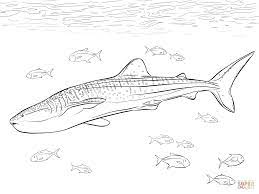 Enjoy this whale shark coloring page for earning the whale shark badge! Realistic Whale Shark Super Coloring Shark Coloring Pages Whale Coloring Pages Whale Shark