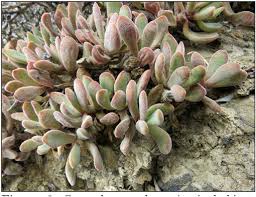 Image result for Searsia rogersii