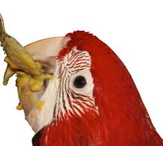 Psittacine Pediatrics Housing And Feeding Of Baby Parrots Hari