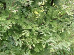 Image result for Metasequoia glyptostroboides