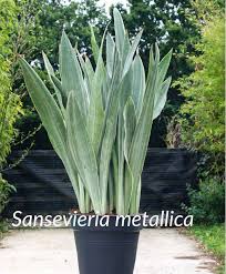 Sansevieria Metallica Plant Life Plants Plant Lover