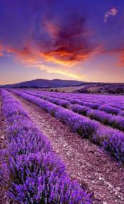 Junko On Twitter Lavender Fields Fields Photography Beautiful Nature