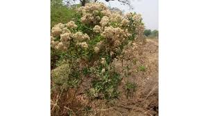 Image result for Vernonia kirungae