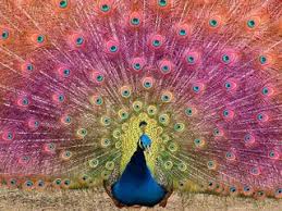 Image result for burung merak