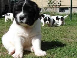 There are often many great newfoundlands for adoption at local animal shelters or rescues. Newfoundland Great Pyrenees Mix For Sale Off 73 Www Usushimd Com