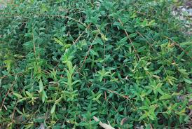 Image result for Melaleuca sp. A (Biegel 5741)