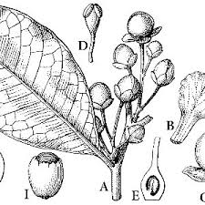 Image result for Tetracera boiviniana