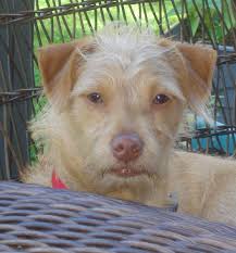 Cava is an 8 month old, male, neutered, terrier X with the most wiry hair.  He is a wonderful boy who is always ready to give kisses whether you want  them or