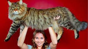 Motanul pickles are greutatea unui căţel de are, în schimb, toate manifestările de tandreţe şi de afecţiune ale felinelor. 10 Cele Mai Mari Rase De Pisici Youtube