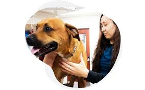 Cute open mouth tiger face shield in 2020 from www.pinterest.com. Nebraska Animal Medical And Emergency Center Veterinarian Lincoln Pet Boarding Grooming