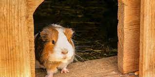 Natürlich kann ein meerschweinchen auch durch die wohnung laufen, allerdings gibt es in einer dient die wohnung als auslauf, sollte alles weggeräumt werden (insbesondere stromkabel) und auch. Meerschweinchen Haltung Alles Wissenswerte Stallbedarf24 Ratgeber