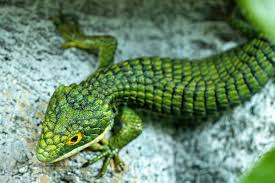 Overheating your mexican alligator lizard can be very dangerous, so make sure that the basking area is not getting above the required temperature. Mexican Alligator Lizard Care Habitat Diet Guide Abronia Graminea