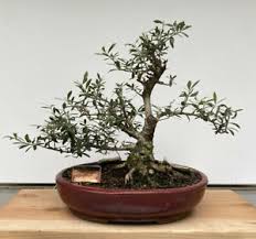 Maybe you would like to learn more about one of these? Beautiful Old European Olive Bonsai Tree Olea Europaea In Red Ceramic Pot Ebay