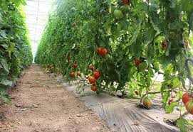 Legumes Bio Sous Serres Chauffees Le Retour Du Produit Francais Reussir Fruits Legumes Fld