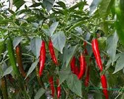 The cayenne pepper is said to originate from cayenne, french guiana. Anim Agriculture Technology Some Tips Of Growing Chili In Malaysia
