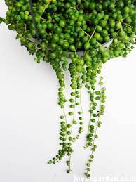 See more ideas about succulents, planting succulents, cacti and succulents. 10 Reasons Why Your String Of Pearls Isn T Growing Indoors