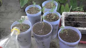 Sow marigolds any time from february until april, but this will need to be under protection as late frosts will easily destroy emerging seedlings. How To Grow Marigold From Seeds Marigold Winter Flowers October 2016 Urdu Hindi Youtube
