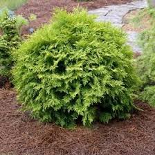 Proven winners north pole arborvitae (thuja) live evergreen shrub, green foliage, 1 gal. Arborvitae Trees Types Care Garden Design