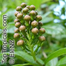 Image result for Combretum padoides