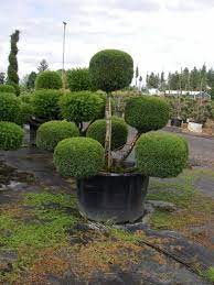 Maybe you would like to learn more about one of these? Juniper Mint Julep Pom Pom Topiary Plants Gorgeous Gardens Japanese Maple Tree Landscape